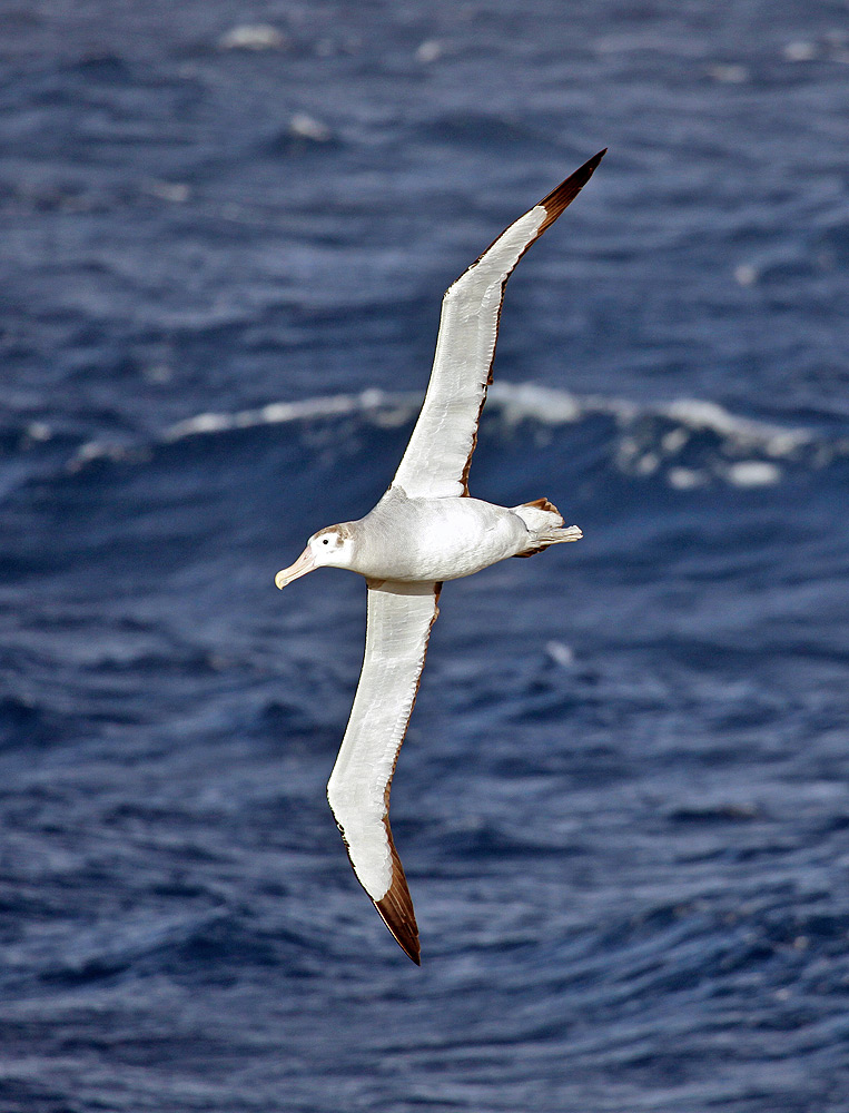 wandering albatross natural predators